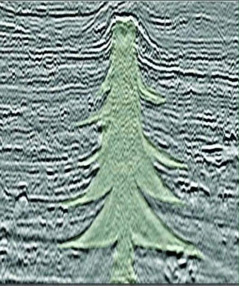 Tree made with seismic imagery